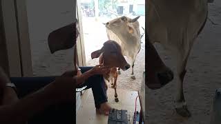 Nav varsh ni hardik subhechahe govri maakrishna cow krishnaflute love [upl. by Tema]