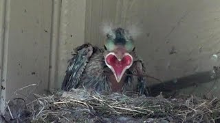 Phoebes feeding Cowbird chick a brood parasite  includes removing fecal sac [upl. by Iow364]