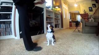 Sammie5 Month Old Cavalier King Charles Spaniel Shows Off Tricks [upl. by Eilraep]