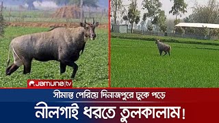 হঠাৎ দিনাজপুরে নীলগাই রক্ষা পেলো না মানুষের হাত থেকে  DinajpurNilgai [upl. by Lairea]