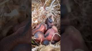 Tailorbird Nestlings Stitching a New Life Together viralshorts trendingshorts [upl. by Maxim]