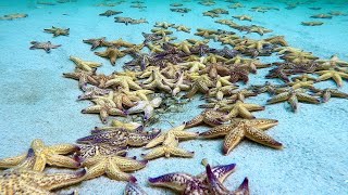 Time lapse North Pacific Starfish [upl. by Mario]