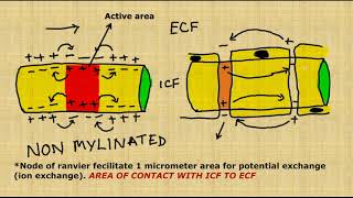 Saltatory conduction of neurons types of nervous conduction [upl. by Zetrok]