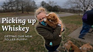 Going to pick up our NEW Toller Puppy [upl. by Namwen]