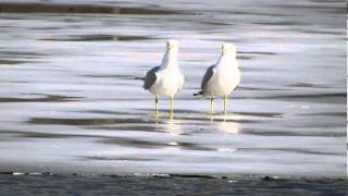 Ringbilled Gulls calling [upl. by Kari897]