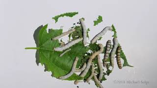 Silkworm TImelapse [upl. by Madonna]