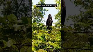 Black Kite Bird Call 🦅 shortsvideo wildlife nature birdwatching jimcorbett [upl. by Annoyik]