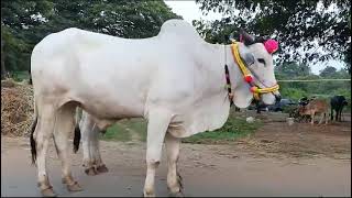 pure Ongole bulls for sales my contact number call me 6303589622 [upl. by Panthea]