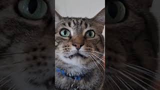 Catjam cat catscatvideos catlover catshorts catsofinstagram petspetanimals [upl. by Esirahs771]