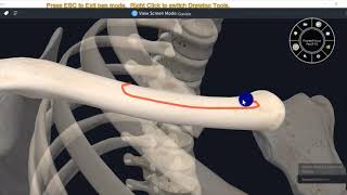 ANATOMY OF CLAVICLE WITH MUSCLE ATTACHMENTS3D VIDEOUPPER LIMB3D ANATOMY [upl. by Crowns]