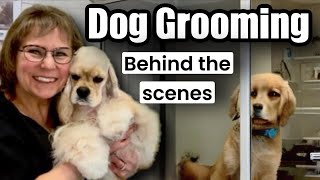 10 Dogs Groomed Havanese Shih Poo Shih Tzu FrenchieShar pei Malshi Yorkie Poodle Cavalier [upl. by Ademordna493]