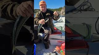 Fishing makrell in norway fishing sailboat sailing boating fish [upl. by Aigneis]