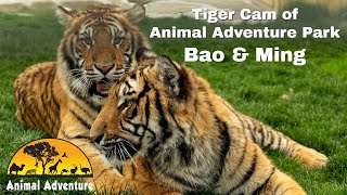 Tiger Cam of Animal Adventure Bao amp Ming [upl. by Llejk831]