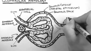 Renal Anatomy 3  Glomerular Histology [upl. by Nonaihr109]