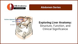 Exploring Liver Anatomy Structure Function and Clinical Significance [upl. by Ced]