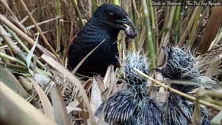 Parent Birds Feed Baby Birds Beautiful Filming Angle [upl. by Idnem4]