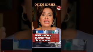 Özlem GÜRSES Gebze hayvan barınağındaki kedi köpek katliamı hakkında konuştu OzlemGurses [upl. by Namron]