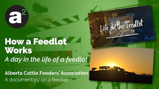 How a Feedlot Works [upl. by Vogeley]