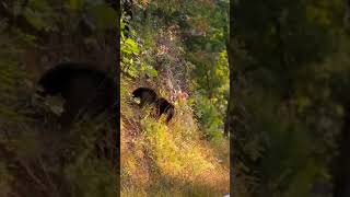 wildlife bears smokymountains [upl. by Marcelo]