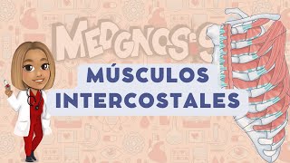 MÚSCULOS INTERCOSTALES‼️ [upl. by Seroled71]