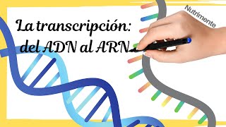 La TRANSCRIPCIÓN del ADN al ARN paso a paso [upl. by Novad]