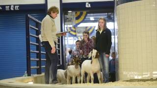 Junior Livestock Auction at the Pennsylvania Farm Show [upl. by Linis644]