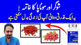 Berberine Benefits In Urdu Hindi  Berberine Kya Hota Hai  Dr Irfan Azeem [upl. by Jarrid]