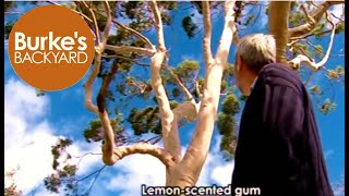 Lemonscented gum [upl. by Rockel]