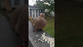 Happy Mourning Dove Noises [upl. by Franek114]