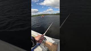 Walleye landed bigfishenergy fishing walleyefishing [upl. by Leirrad]