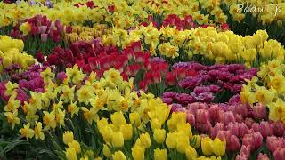 Keukenhof 2024  Last Weekend  Part 6 [upl. by Lorilyn]