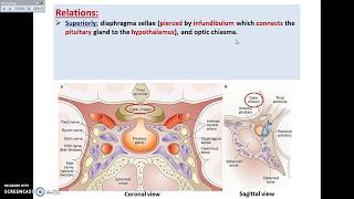 The Pituitary Gland 1  Site and Relations  Dr Ahmed Farid [upl. by Norword919]