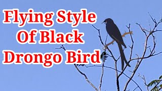 Flying Style Of Black Drongo Bird [upl. by Nadine]