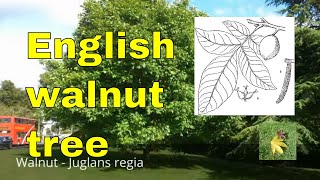 Tree id Walnut Juglans regia Persian walnut English walnut or common walnut [upl. by Analiese118]