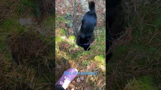 Zoes big entrance funnyvideo funny doglover dogs [upl. by Llen174]