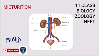 Micturition in Tamil  Excretion  Zoology  Class 11  TNSCERT  NEET Science Easy Tech [upl. by Ayotaj]