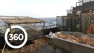 Sorting Crabs 360 Video [upl. by Eldredge439]