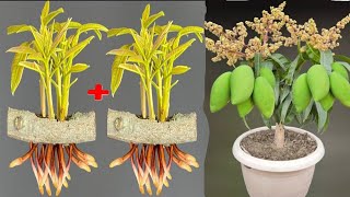 SYNTHESIS OF SUPER UNIQUE TECHNIQUES propagating mango trees in super simple ways [upl. by Batha]