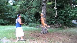 Crazy Hops Red nose pitbull jumping [upl. by Bedelia]