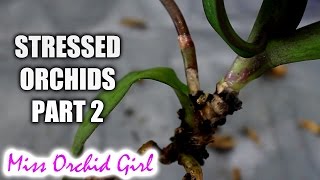 Rejuvenating stressed Orchids Part 2  Buried stem and stem rot [upl. by Lavella]