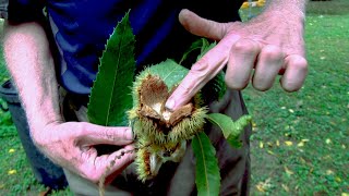 Harvesting American Chestnuts [upl. by Randene]