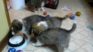 Shetland Sheepdog Shelties miniature Sheltie puppy puppies playing funny dog [upl. by Amitarp]