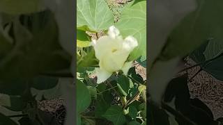 Ghol bhaji vegetable in Maharashtra Portulaca oleracea Linn  cotton plant Gossypium herbaceum [upl. by Rotce]