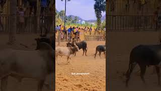 Tamilan jallikattu trending video for tamil famous song jallikattu trending music shortsfeed [upl. by Maire]