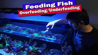 How much to feed fish tank  Are you overfeeding or underfeeding [upl. by Madeleine]