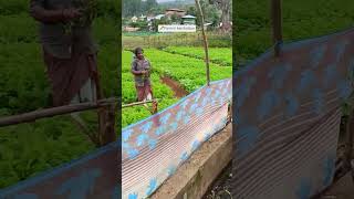 Carrot 🥕Farm in kanthalloorfarmlife nature subscribe kerala tourism viralvideo like follow [upl. by Alvina]