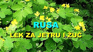 RUSA  LEK Za JETRU i ŽUČ [upl. by Acey]