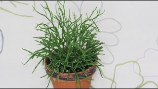 Rhipsalis cereuscula  Korallenkaktus Mistletoe Cactus [upl. by Boy591]