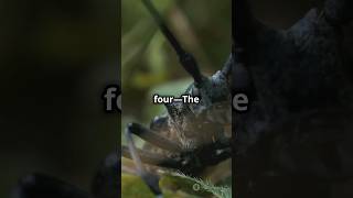 Top 5 Most Dangerous insects facts didyouknow shorts trending [upl. by Osnerol701]