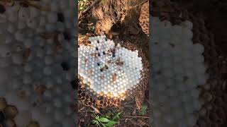 The wasp nest by the edge of the farm could be a problem it could sting someone wasp wildbees [upl. by Sihun]